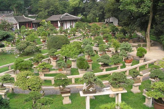 800px_Bonsai_forest_at_the_gardens_of_pagoda_Yunyan_Ta.jpg