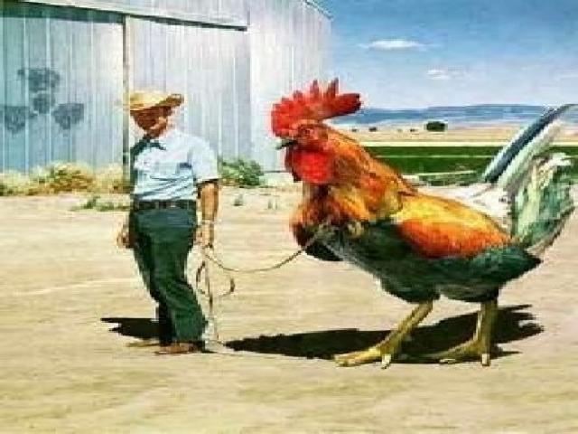 attack-of-the-giant-rooster11.jpg