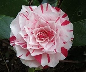 Camellia-japonica-variegata-300x249.jpg